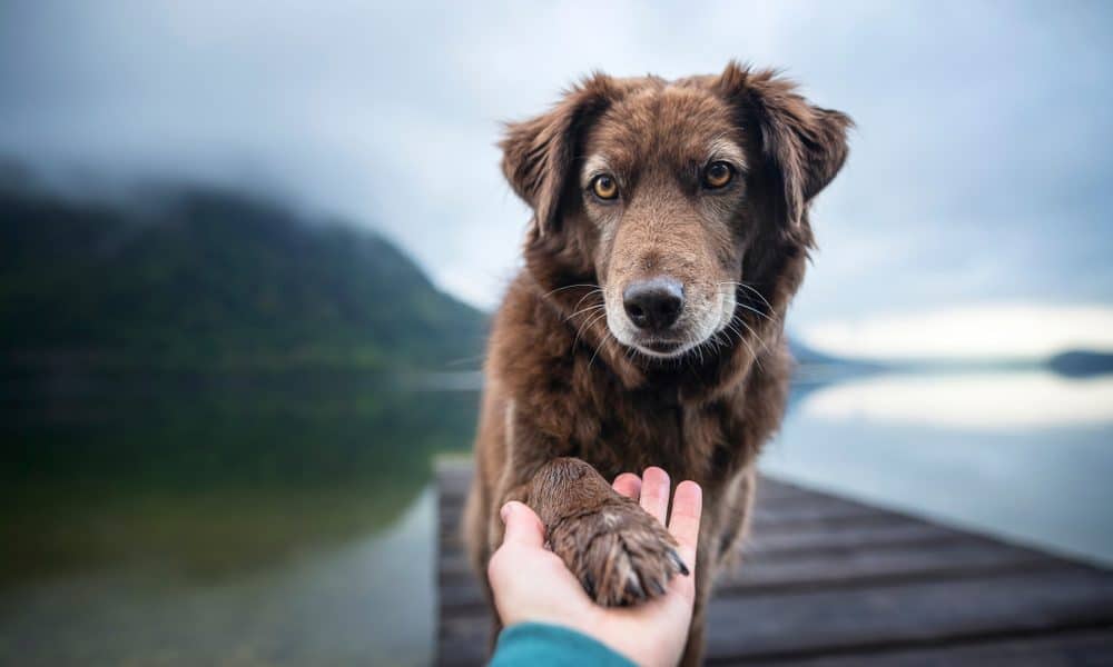 Confidence Canine