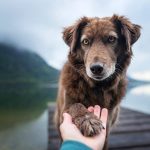 Confidence Canine